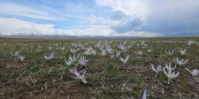 Van’da İki Mevsim Bir Arada: Bir Yanda Bahar, Diğer Yanda Kış
