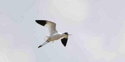 Van Gölü Havzası Göçmen Kuşlarla Renklendi