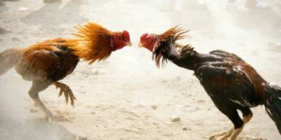 Kağızman’da Yasa Dışı ‘Horoz Dövüşü’ne Suçüstü.. 23 Kişiye Ceza Yağdı!