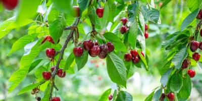 Iğdır’da Ağaçlara İkinci Şans.. 77 Kiraz Ağacı Taşındı, Hepsi Tuttu!