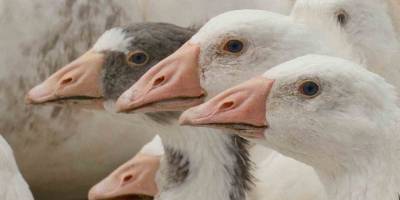 ‘Anadolu Kazı’nda Verim Atağı.. Hedef, Dayanıklı ve Yüksek Verimli Yerli Irk!