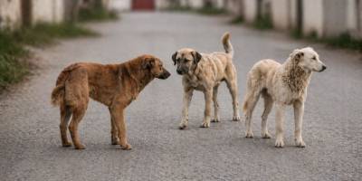 Van’da Köpek Saldırısı.. 5 Yaşındaki Çocuk Hayatını Kaybetti!