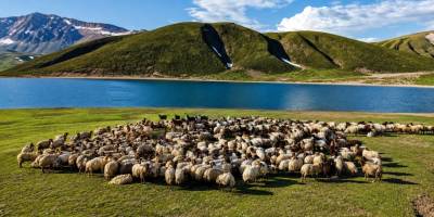 Göçerler 5 Aylık Yayla Sezonunu Bitlis’te Açtı