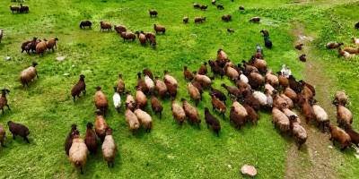 Ağrı'da Yayla Manzaraları Dikkat Çekiyor.. Sinek Yaylası Yazla Birlikte Renklendi!