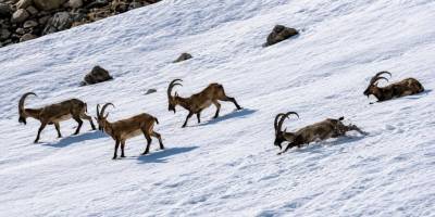 Tunceli’de Dağ Keçileri Ve Ayılar Aynı Bölgede Görüntülendi
