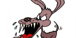 Marmara’da Kuduz Vak’aları Arttı