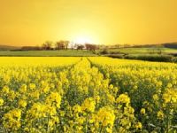 100 Bin Ton Üretiliyor, Ama Raflarda Yok