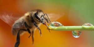 Kuraklık En Çok Arıcıları Vurdu