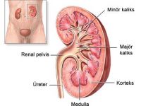 Türkiye Nüfusunun Yüzde 15’inden Fazlası Böbrek Hastası