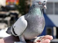 Posta Güvercinleri Yarışacak