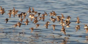 Kaymakam İlyas Öztürk, Kuyucuk Gölü´nde