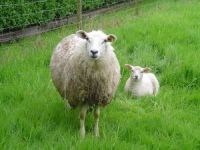 Tosun Gibi Koyunlar Et Krizini Çözecek