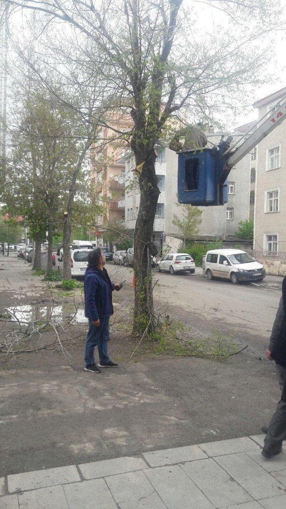 Kars'taki Ağaçlar Budanıyor