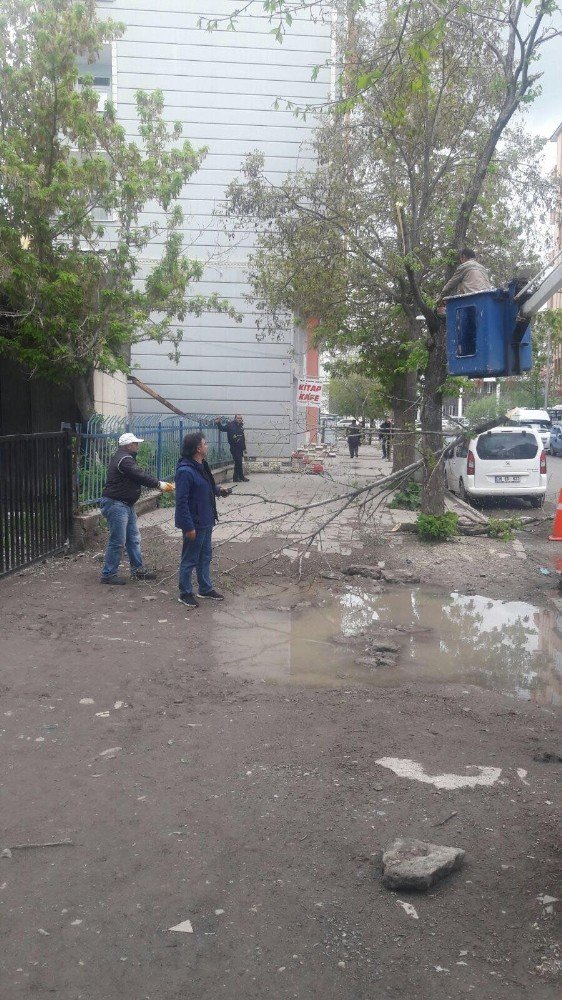 Kars'taki Ağaçlar Budanıyor
