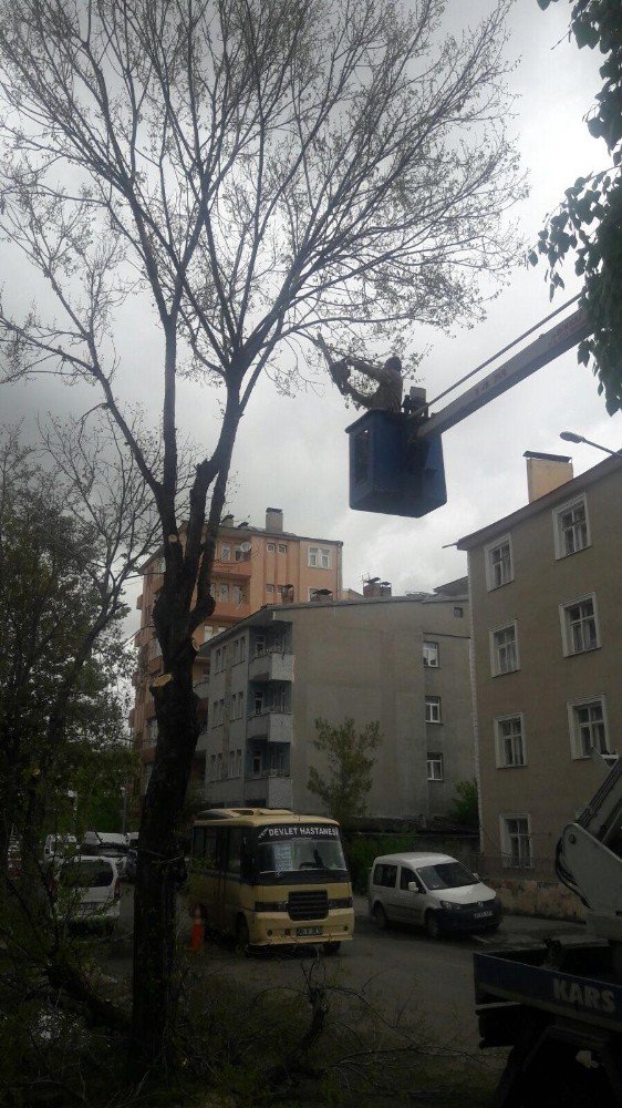 Kars'taki Ağaçlar Budanıyor