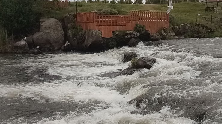 'İnci Kefali'nin Göçü Devam Ediyor