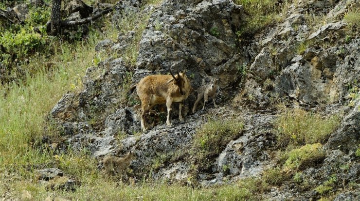 Tunceli'de Yeni Doğmuş Dağ Keçileri