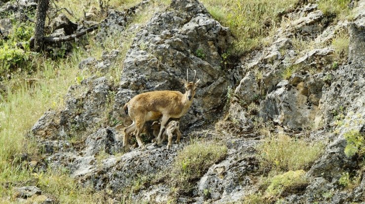 Tunceli'de Yeni Doğmuş Dağ Keçileri