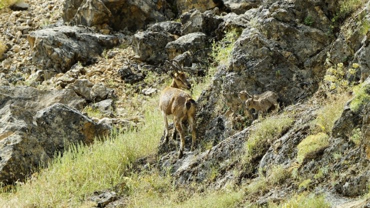 Tunceli'de Yeni Doğmuş Dağ Keçileri