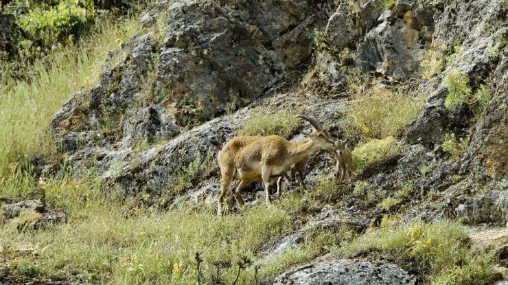Tunceli'de Yeni Doğmuş Dağ Keçileri