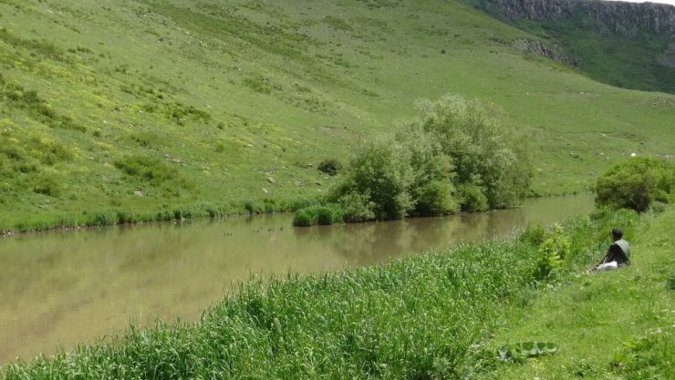 Kars Çayı'nda Angut ve Yavruları