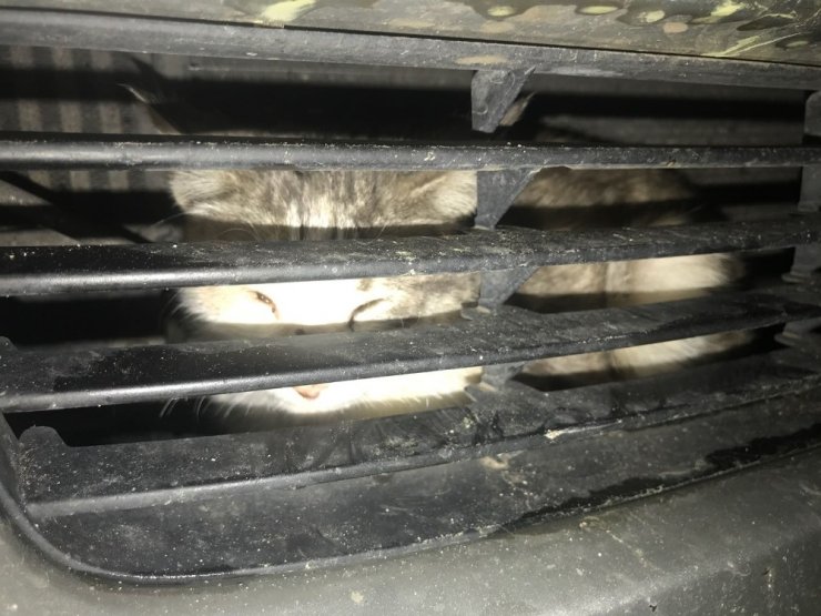 Araçta Sıkışan Kedi Kurtarıldı