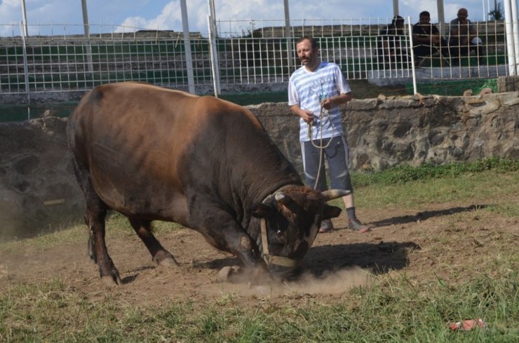 Kafkasor Boğa Güreşleri Başlıyor