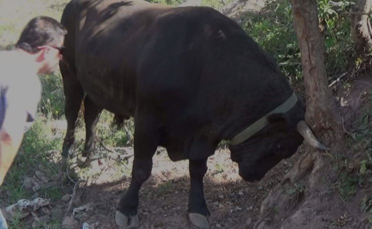 Kafkasor Boğa Güreşleri Başlıyor