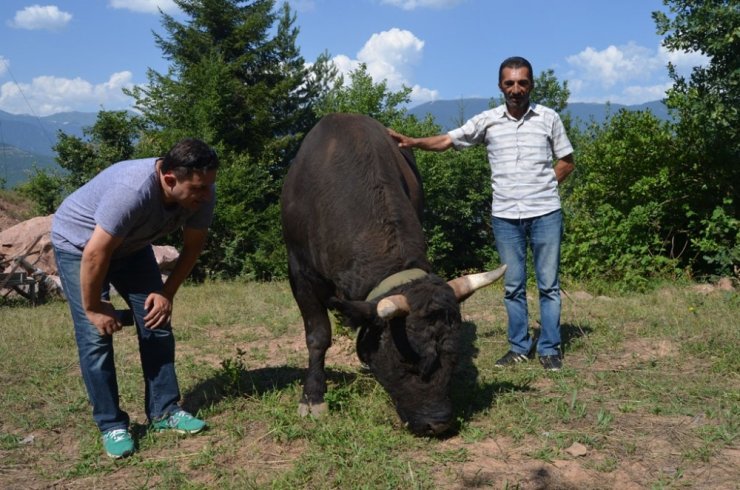 Kafkasor Boğa Güreşleri Başlıyor