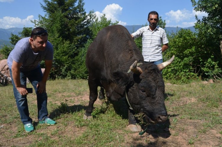 Kafkasor Boğa Güreşleri Başlıyor