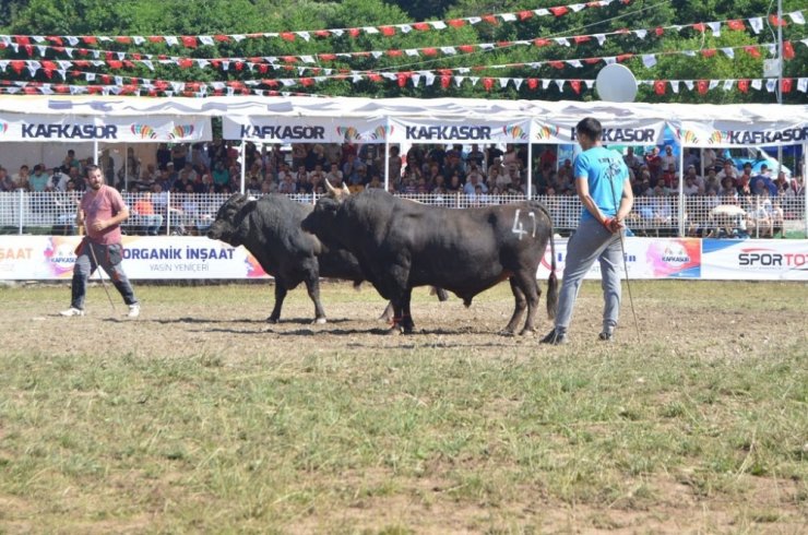 Artvin Kafkasör Festivali Başladı