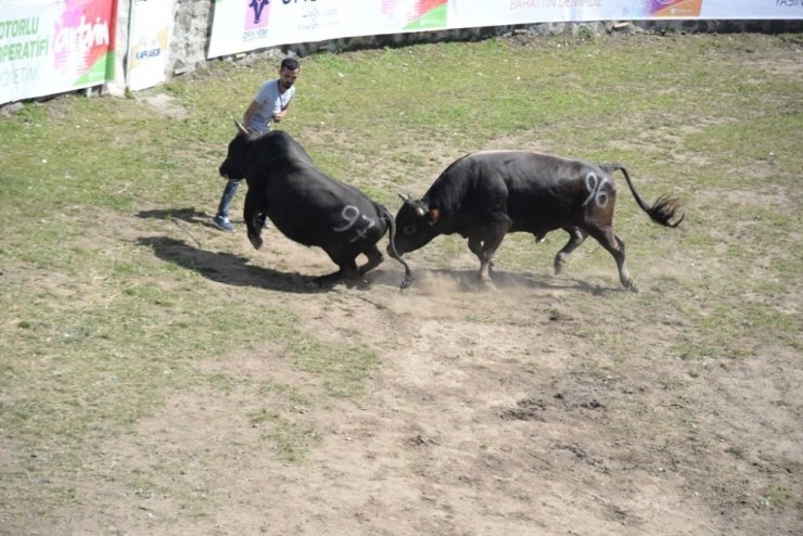 Artvin Kafkasör Festivali Başladı