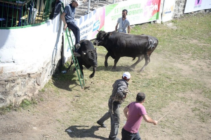 Artvin Kafkasör Festivali Başladı