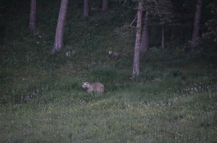 Boz Ayılar Sarıkamış’ta Görüntülendi