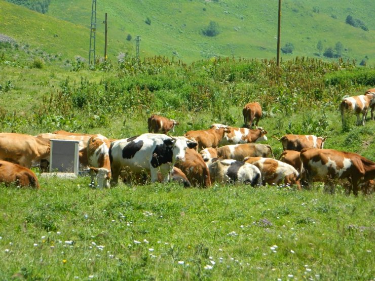 Posof'un Muhteşem Doğal Güzelliği