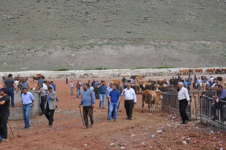 Kars’ta Kurbanlıklar Pazara İndi