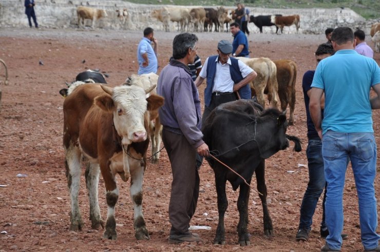 Kars’ta Kurbanlıklar Pazara İndi