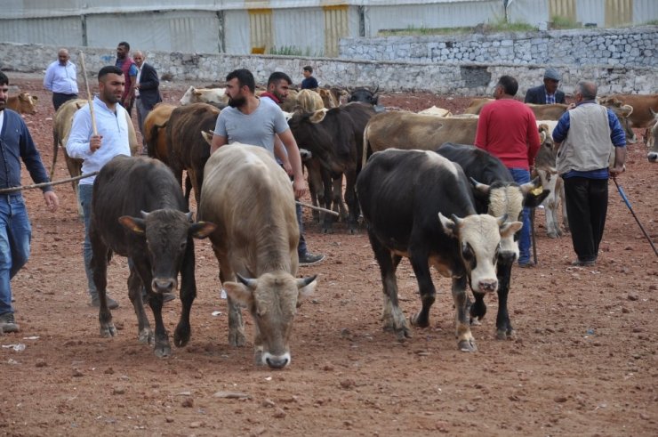 Kars’ta Kurbanlıklar Pazara İndi