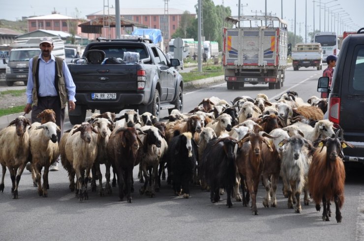 Kars’ta Kurbanlıklar Pazara İndi