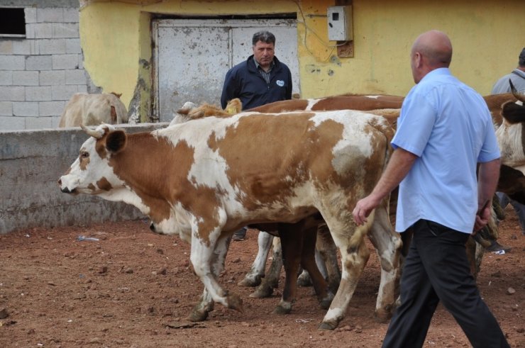 Kars’ta Kurbanlıklar Pazara İndi