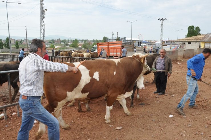 Kars’ta Kurbanlıklar Pazara İndi