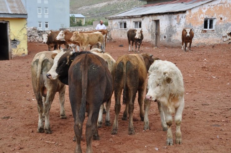 Kars’ta Kurbanlıklar Pazara İndi