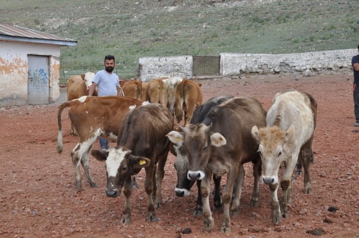 Kars’ta Kurbanlıklar Pazara İndi