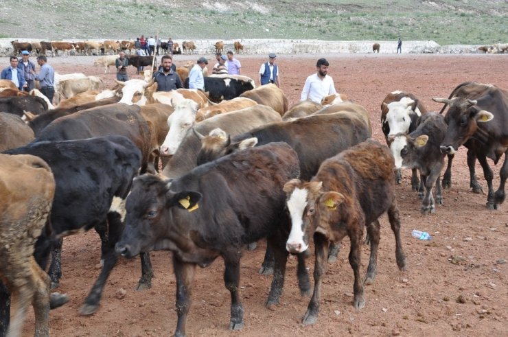 Kars’ta Kurbanlıklar Pazara İndi