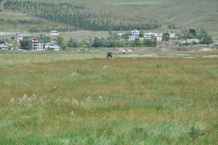 Kars’ta ‘Ot Biçimi’ Başladı