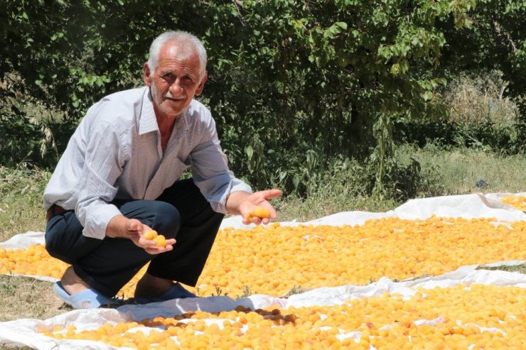 Malatya'nın ‘Sarı Altın’ Hasadı Devam Ediyor