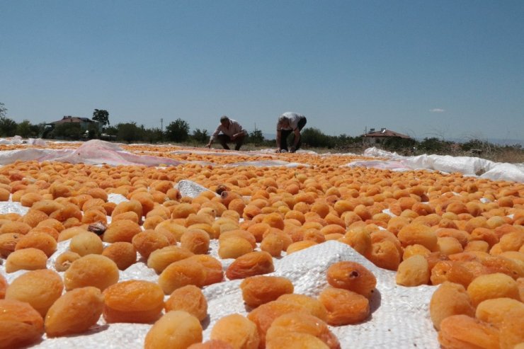 Malatya'nın ‘Sarı Altın’ Hasadı Devam Ediyor