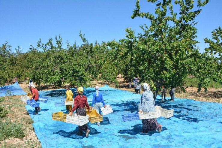 Malatya'nın ‘Sarı Altın’ Hasadı Devam Ediyor