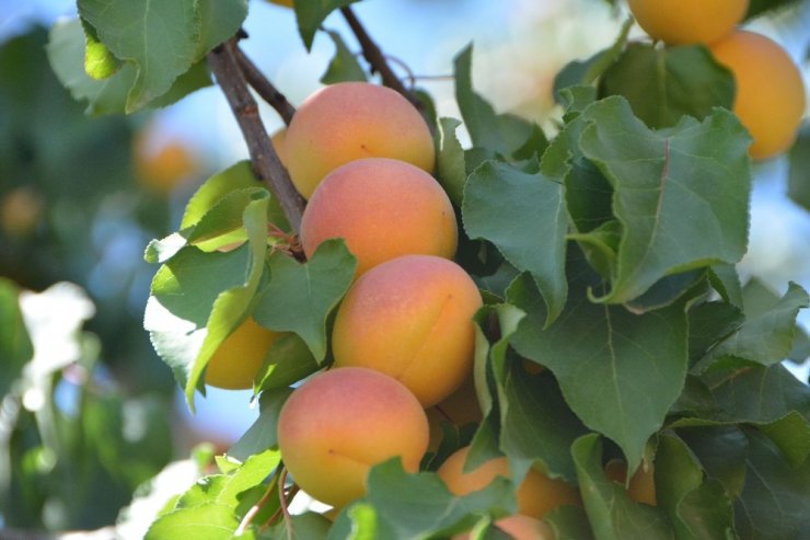 Malatya'nın ‘Sarı Altın’ Hasadı Devam Ediyor