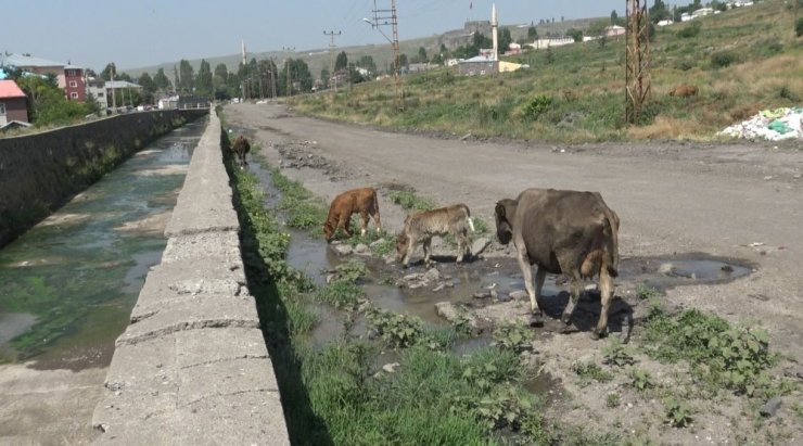 Kars’ta Kanalizasyon Dereye Akıyor